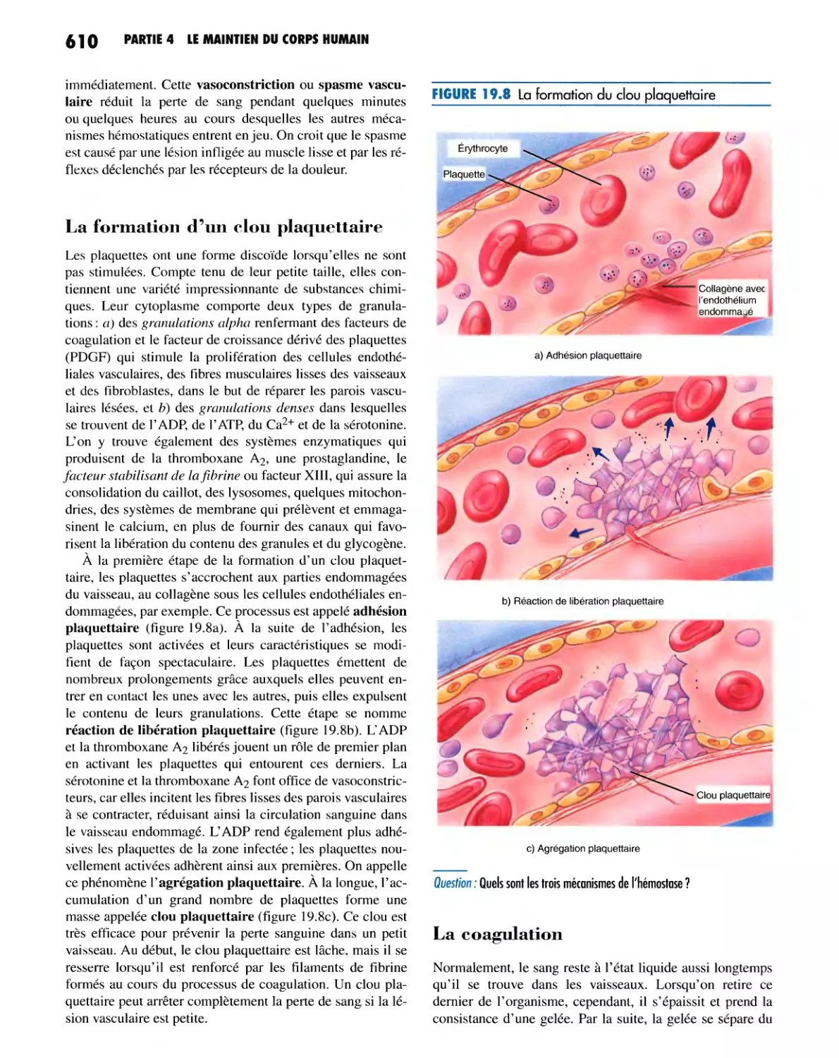 La formation d'un clou plaquettaire
La coagulation