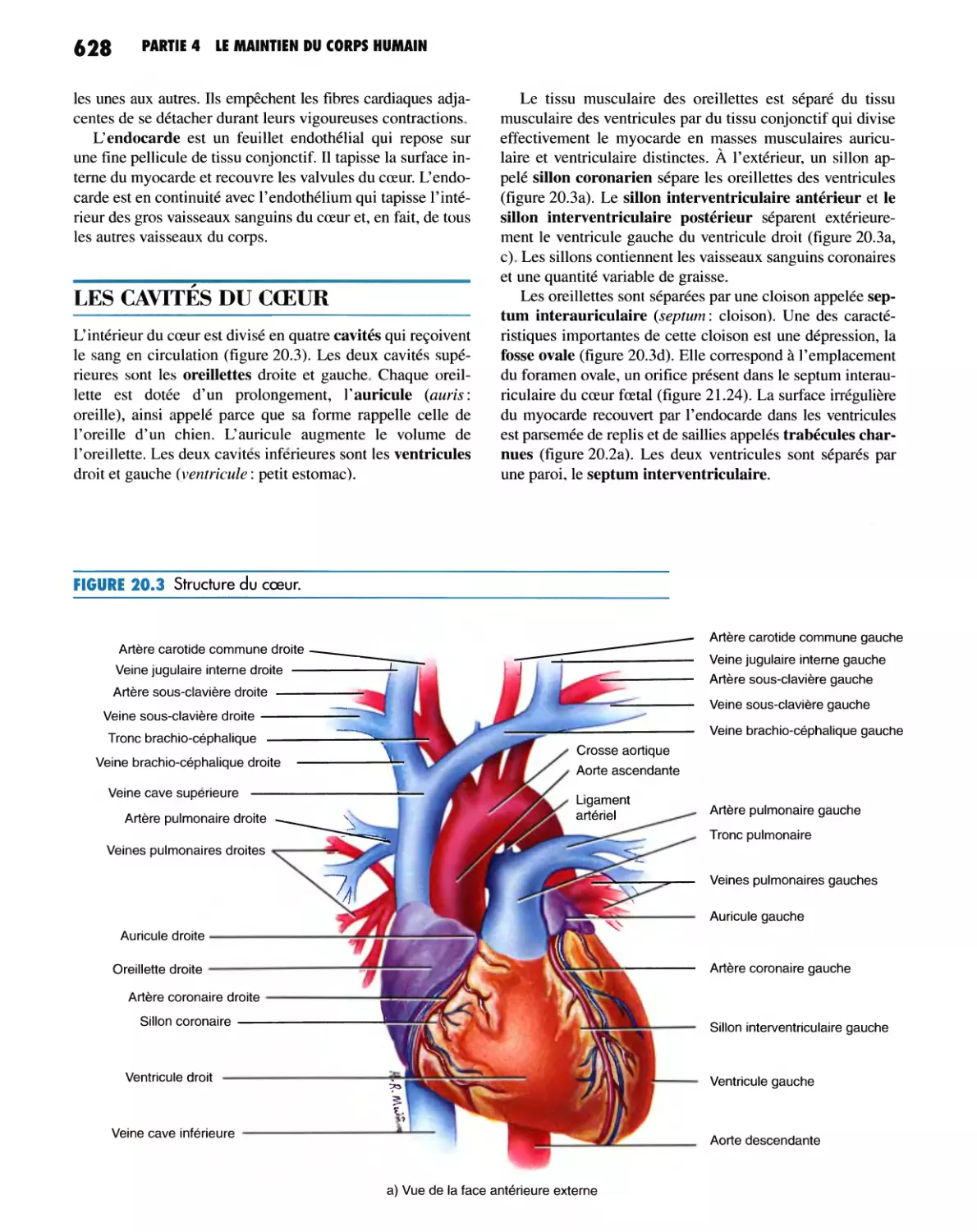 LES CAVITÉS DU COEUR