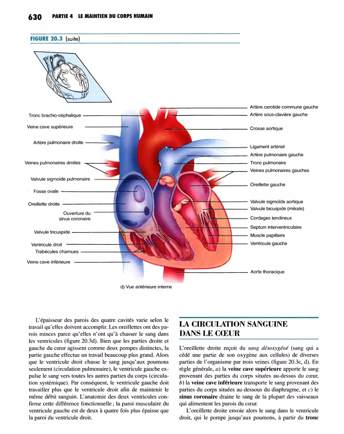 LA CIRCULATION SANGUINE DANS LE COEUR