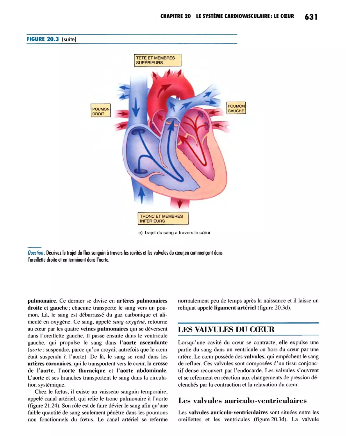 LES VALVULES DU COeUR