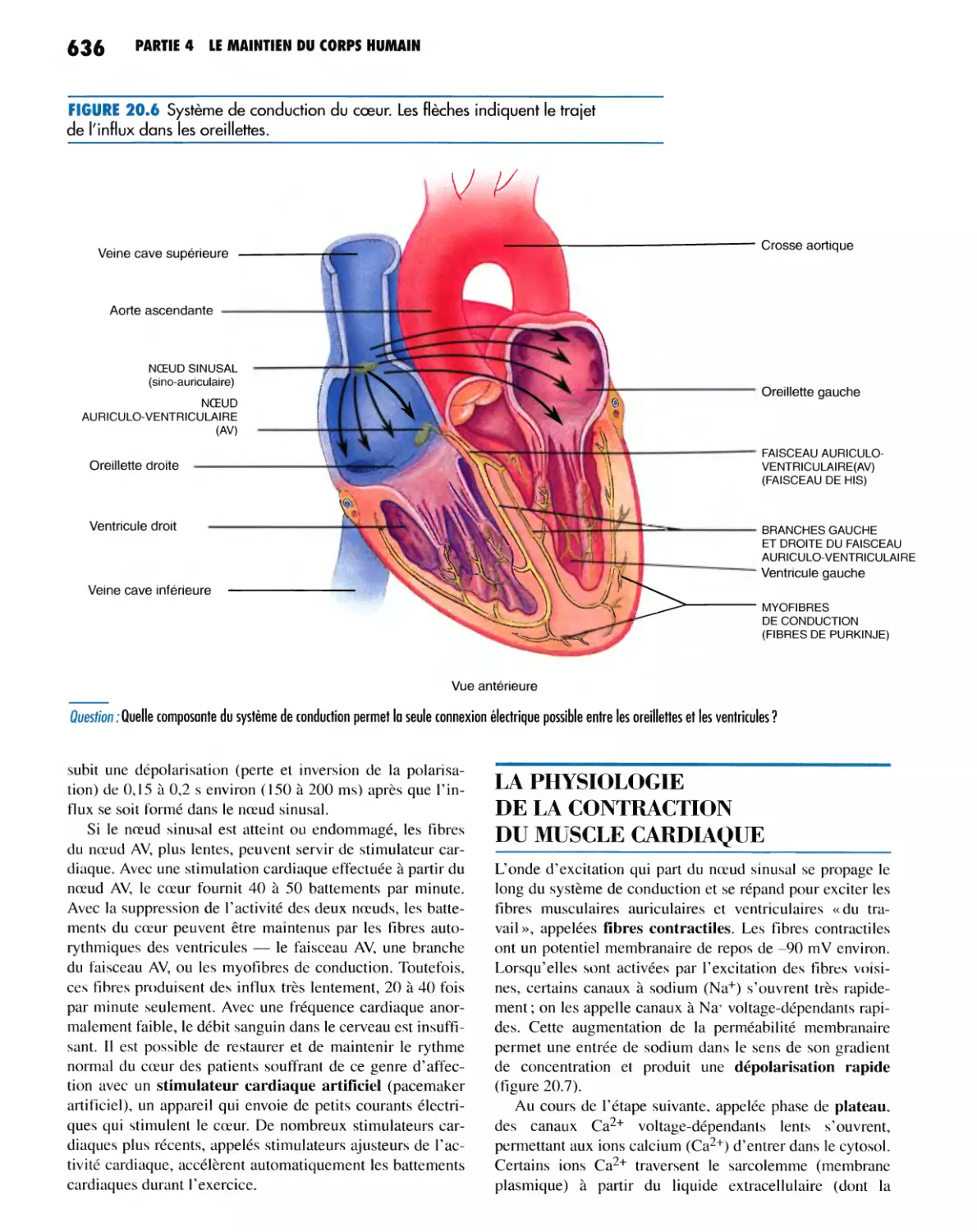 LA PHYSIOLOGIE DE LA CONTRACTION DU MUSCLE CARDIAQUE