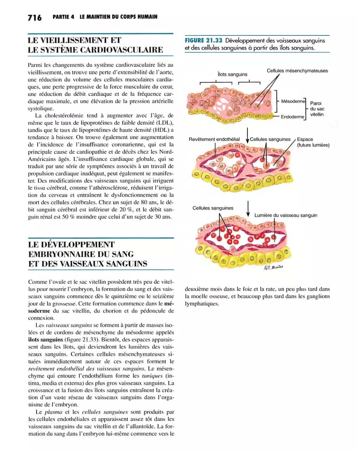 LE VIEILLISSEMENT ET LE SYSTÈME CARDIOVASCULAIRE
LE DÉVELOPPEMENT EMBRYONNAIRE DU SANG ET DES VAISSEAUX SANGUINS