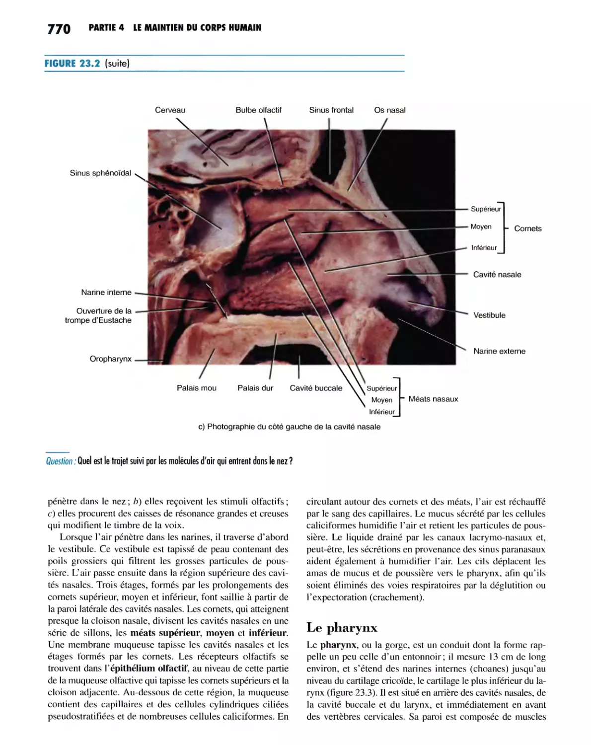 Le pharynx