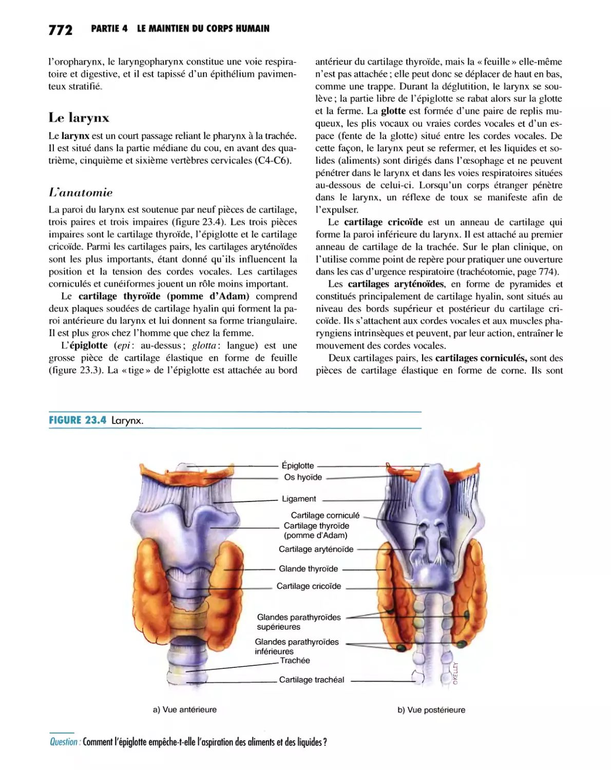 Le larynx