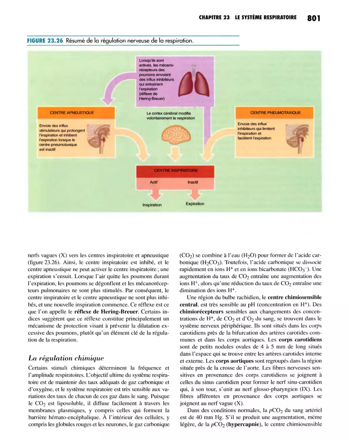 La régulation chimique