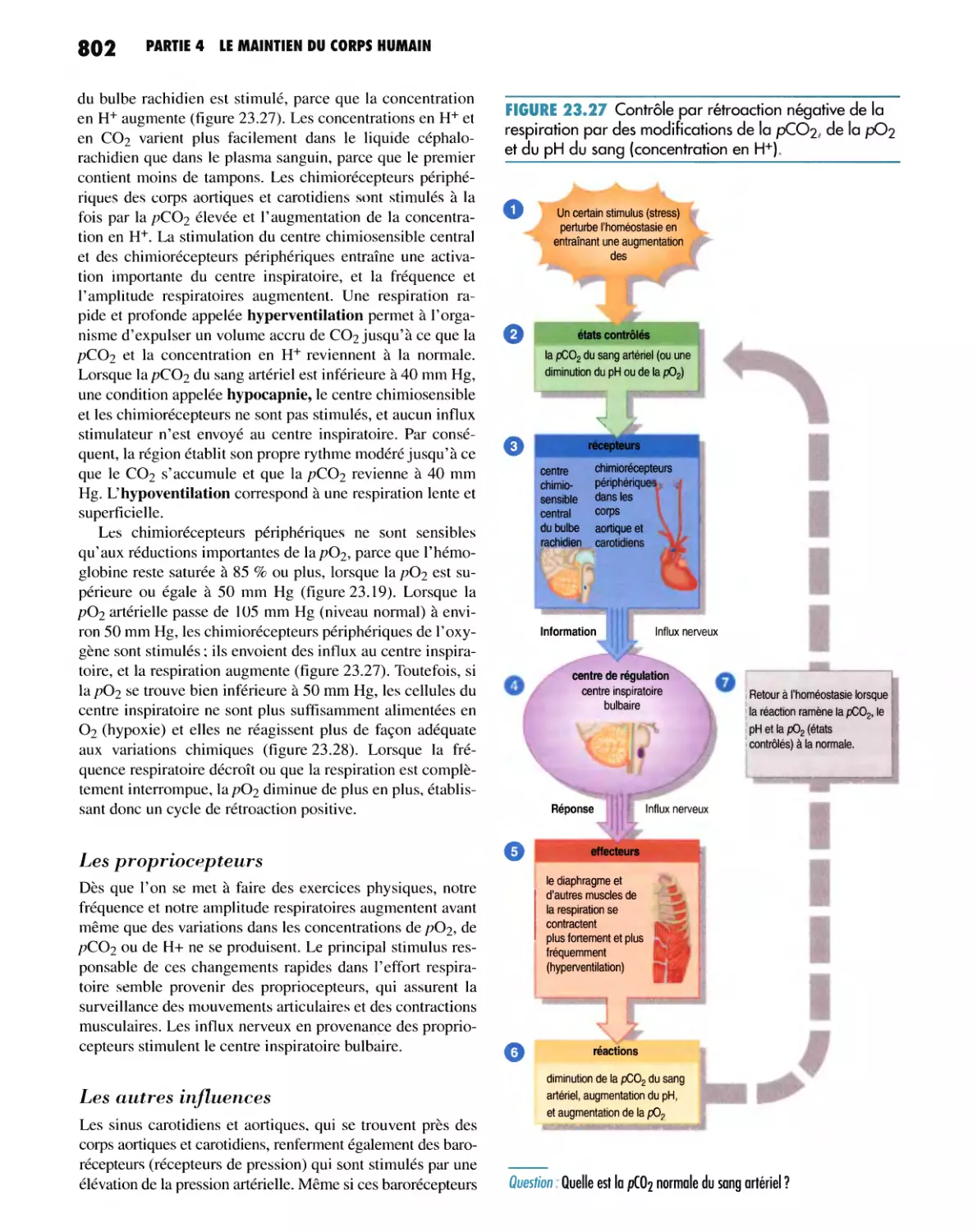 Les propriocepteurs
Les autres influences