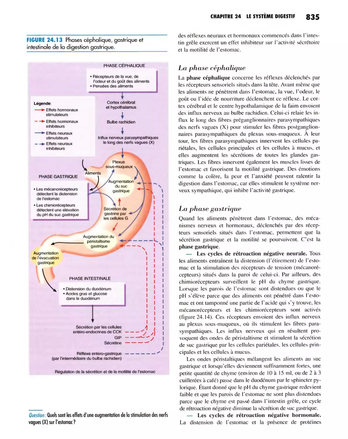 La phase gastrique