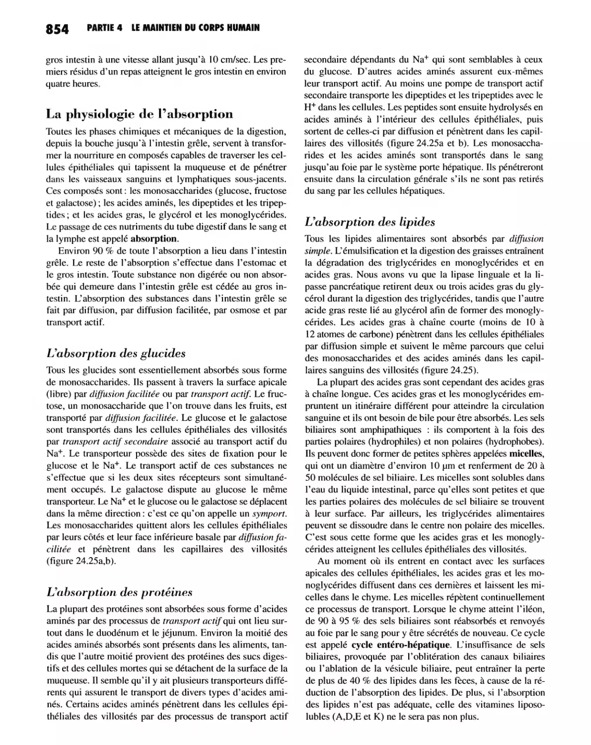 La physiologie de l'absorption
L'absorption des protéines
L'absorption des lipides