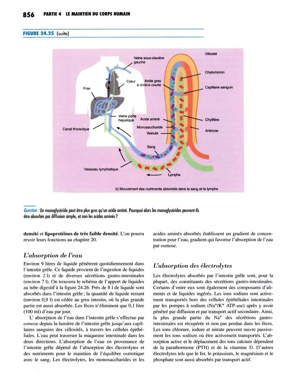 L'absorption de l'eau
L'absorption des électrolytes