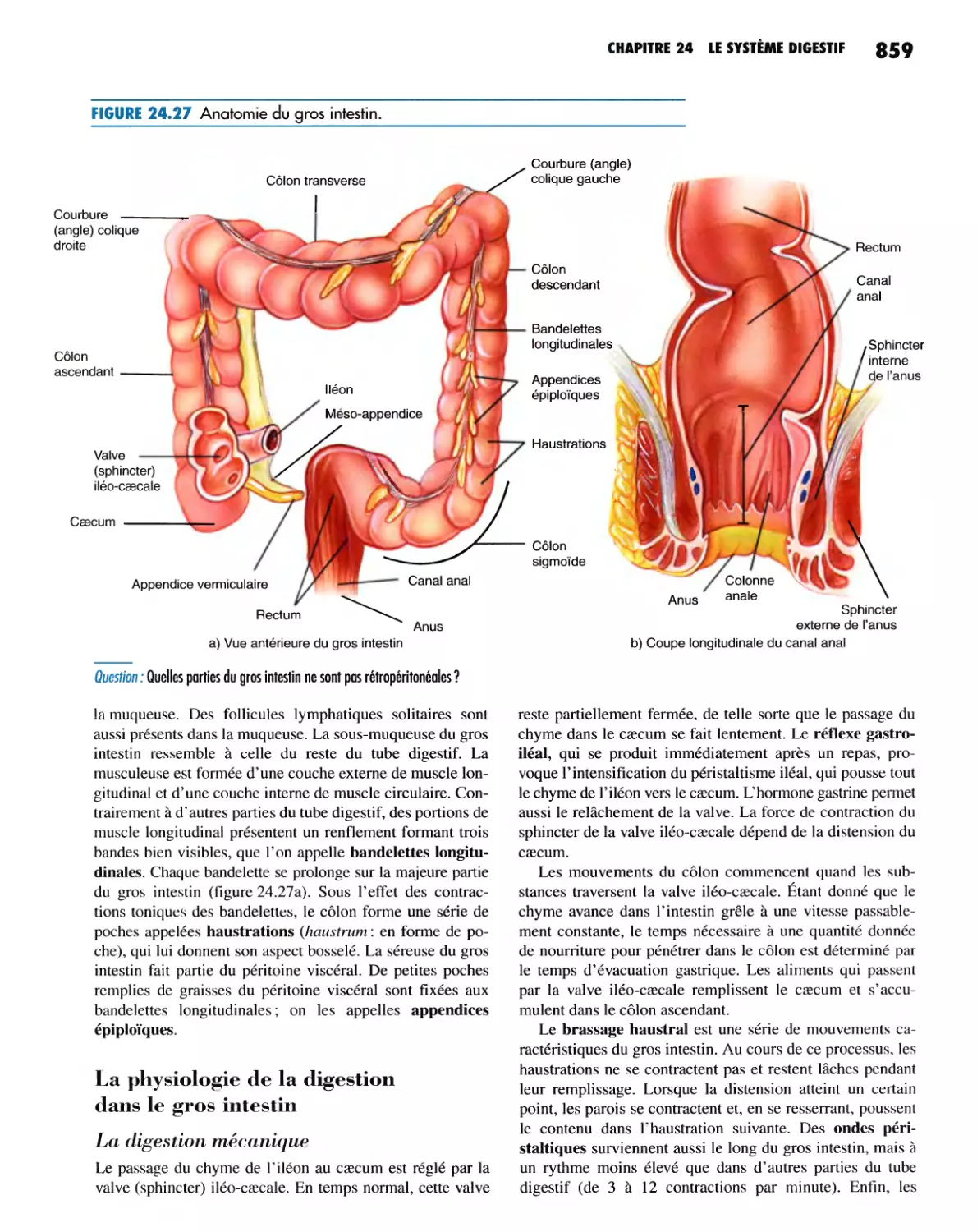 La physiologie de la digestion dans le gros intestin