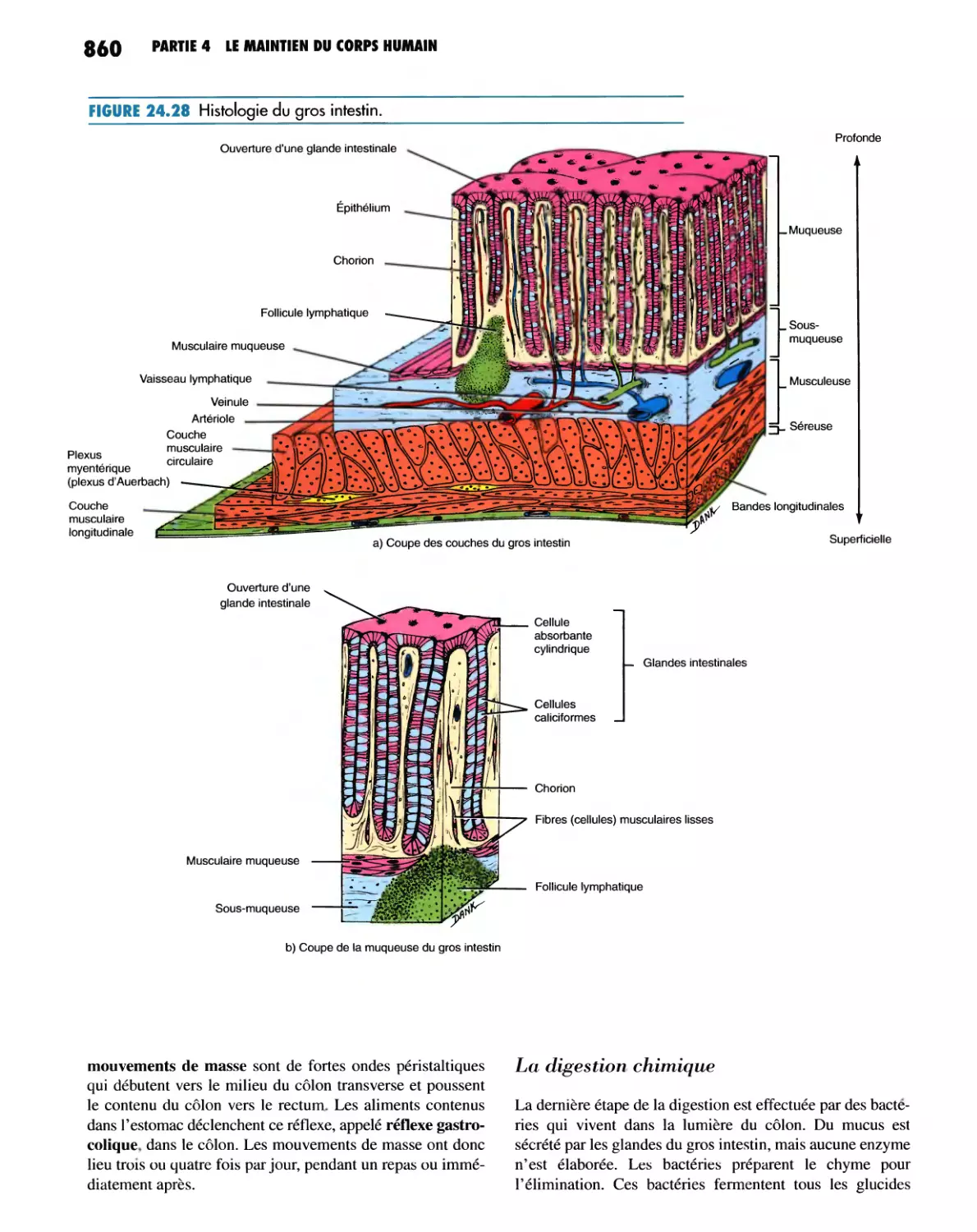 La digestion chimique