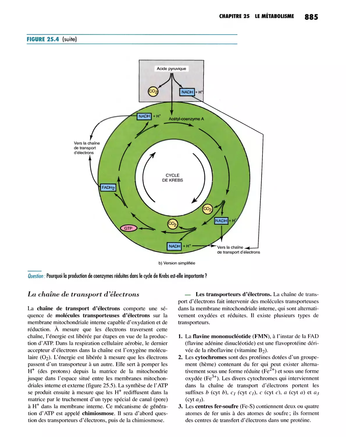 La chaîne de transport d'électrons