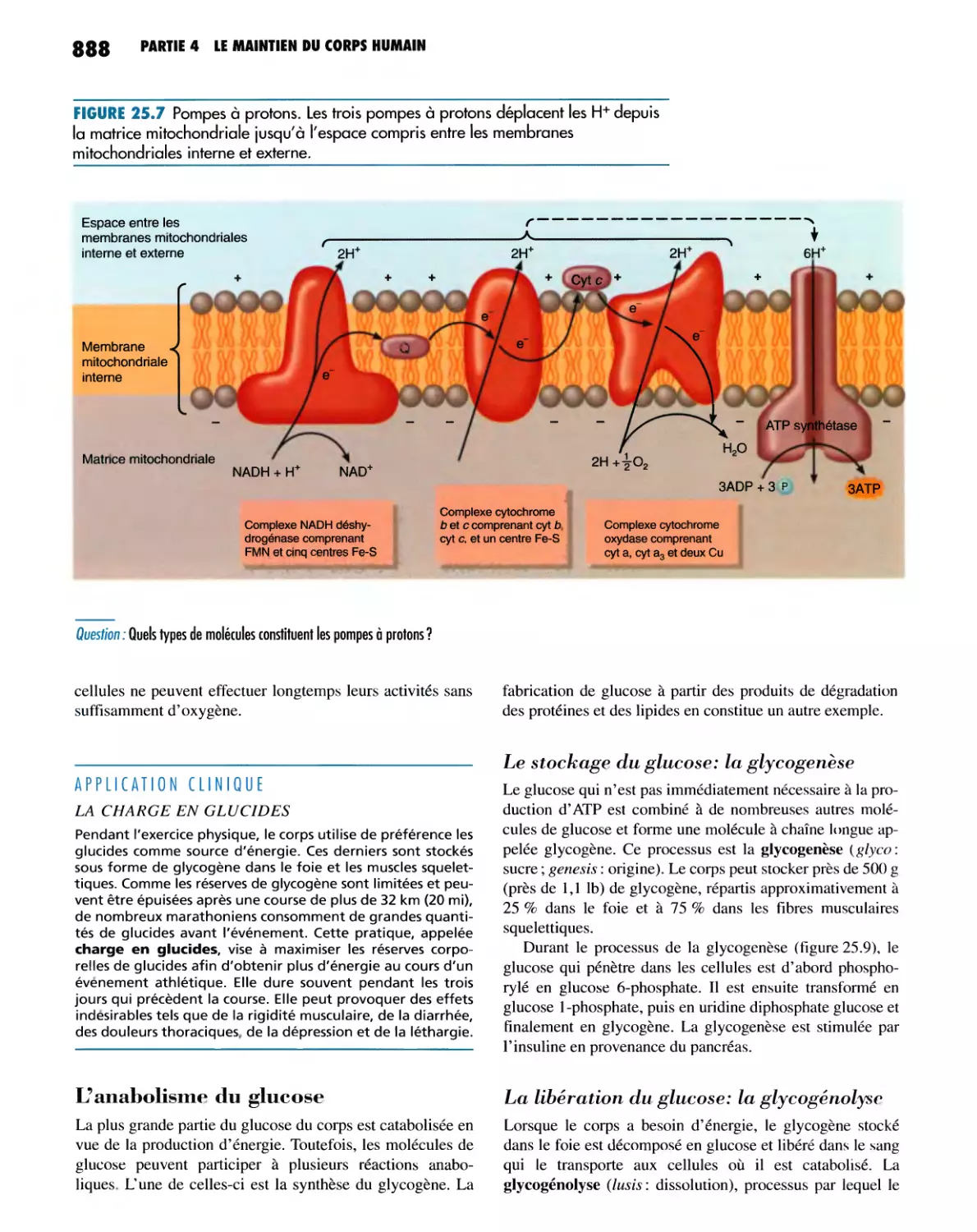 L'anabolisme du glucose
La libération du glucose : la glycogénolyse