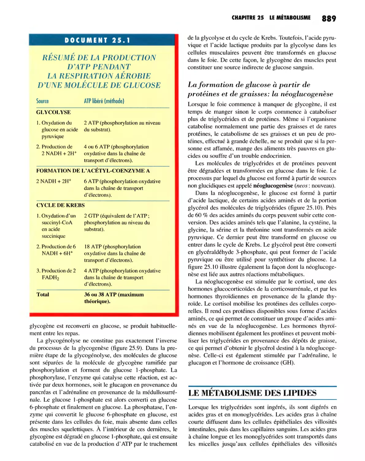 La formation de glucose à partir de protéines et de graisses : la néoglucogenèse
LE MÉTABOLISME DES LIPIDES