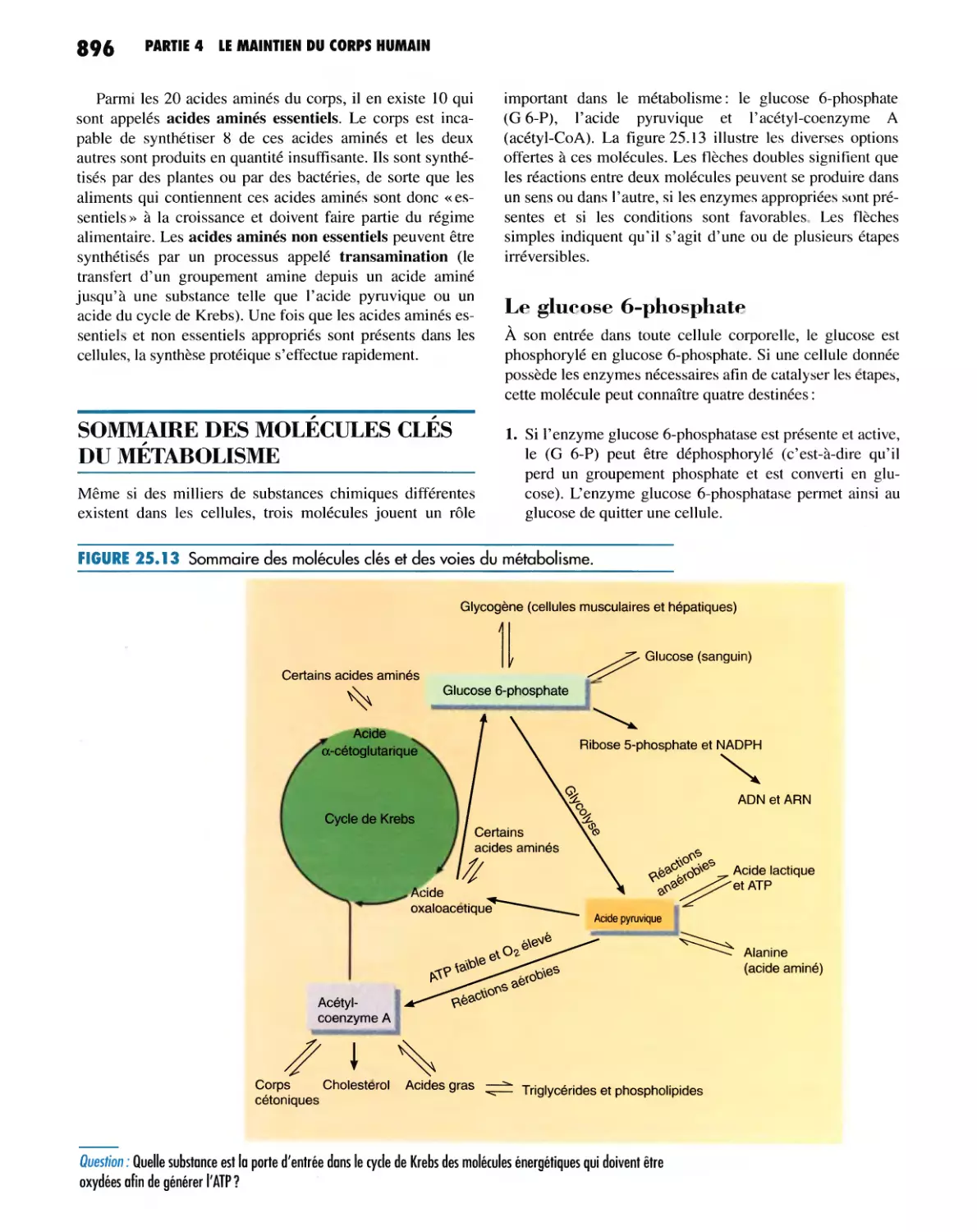 SOMMAIRE DES MOLÉCULES CLÉS DU MÉTABOLISME