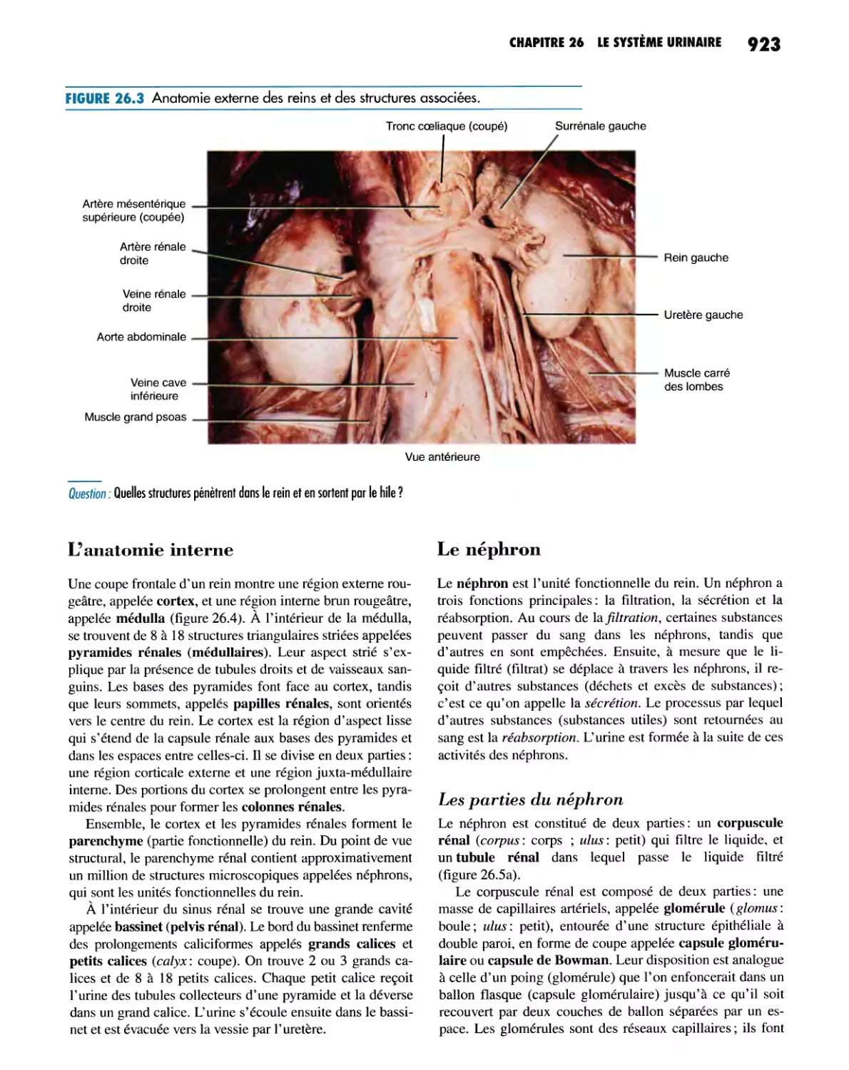 L'anatomie interne
Le néphron