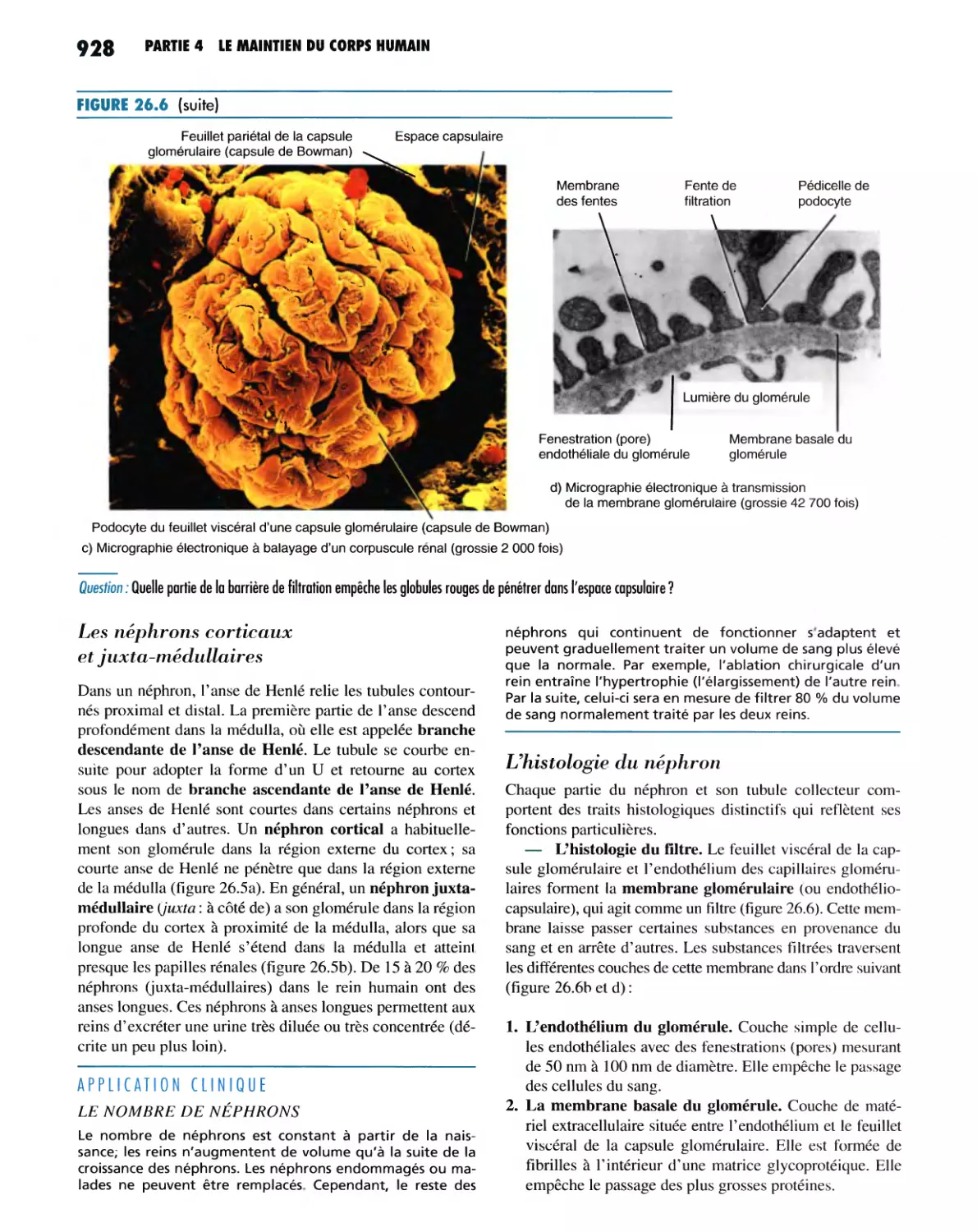 Les néphrons corticaux et juxta-médullaires
L'histologie du néphron