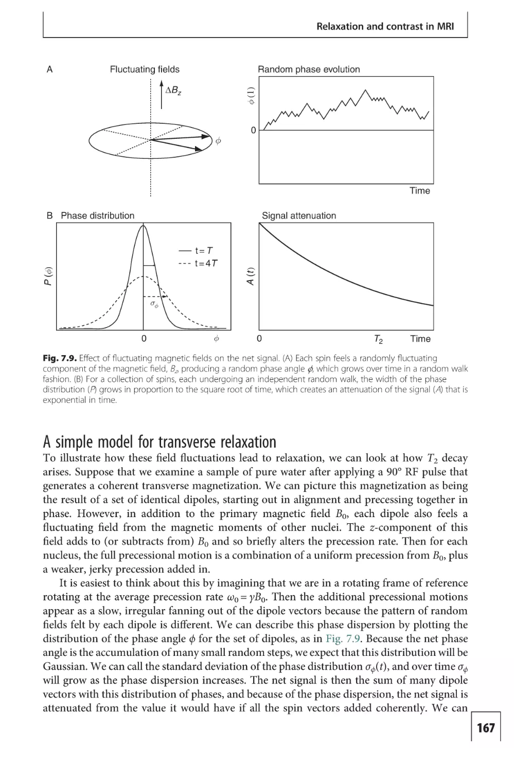 A simple model for transverse relaxation