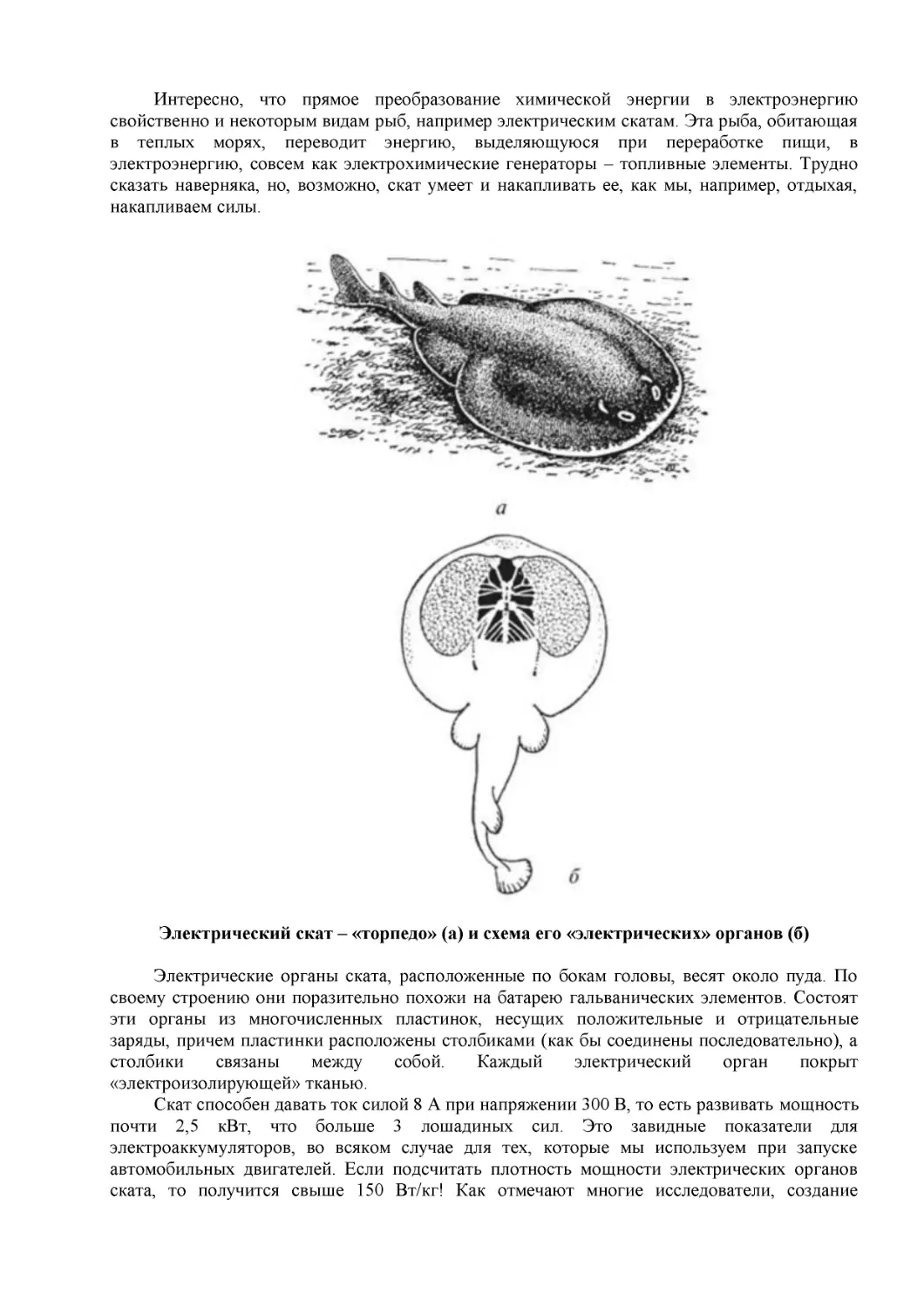 Электрический скат – «торпедо» (а) и схема его «электрических» органов (б)