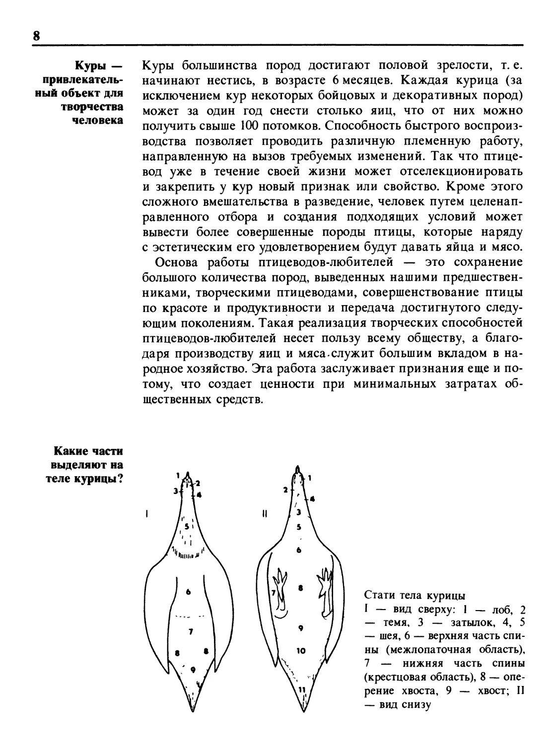 Куры — привлекательный объект для творчества человека
Какие части выделяют на теле курицы?