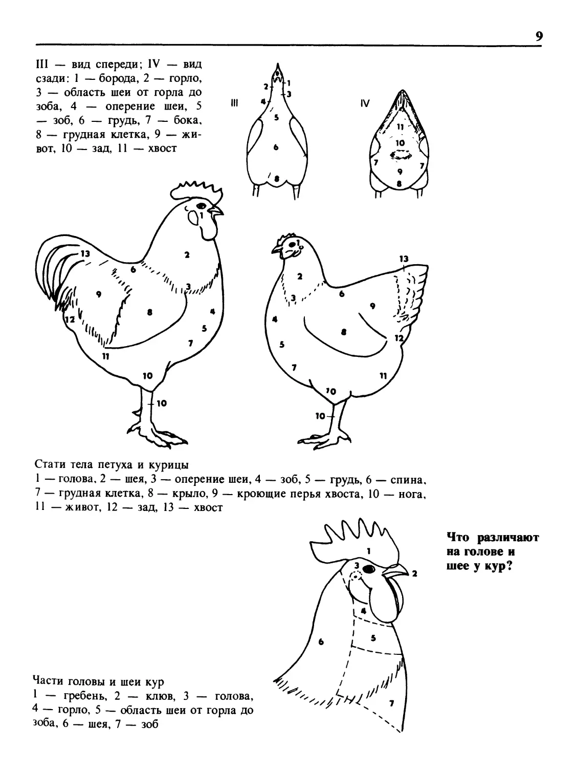 Что различают на голове и шее у кур?