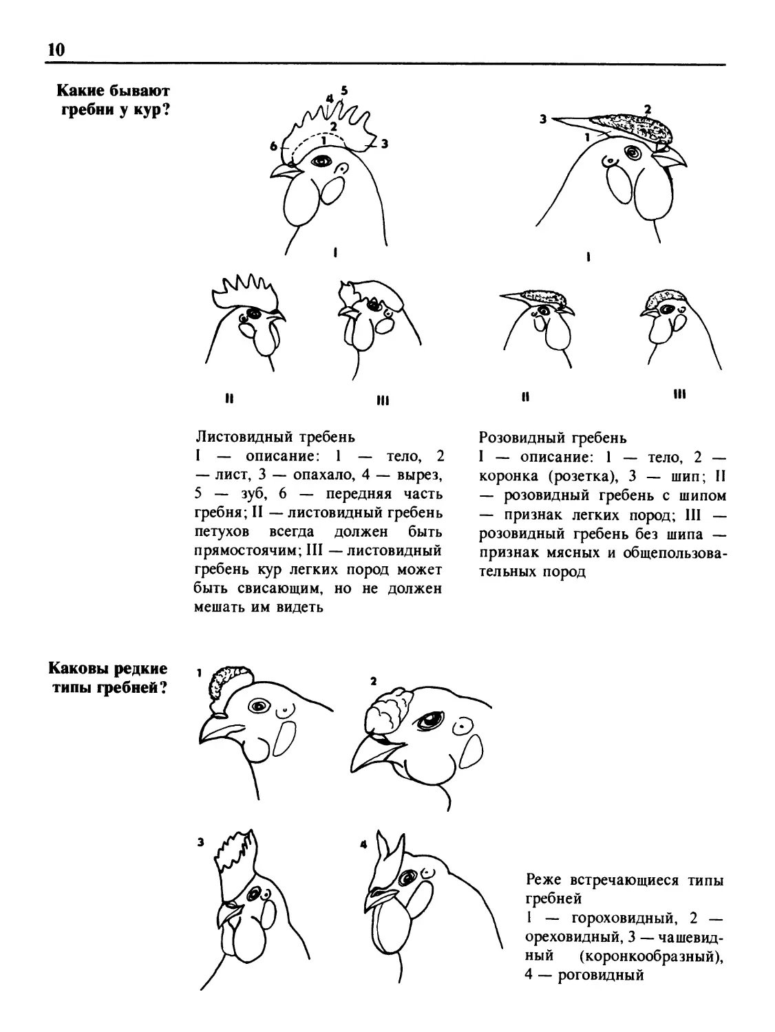 Какие бывают гребни у кур?
Каковы редкие типы гребней?