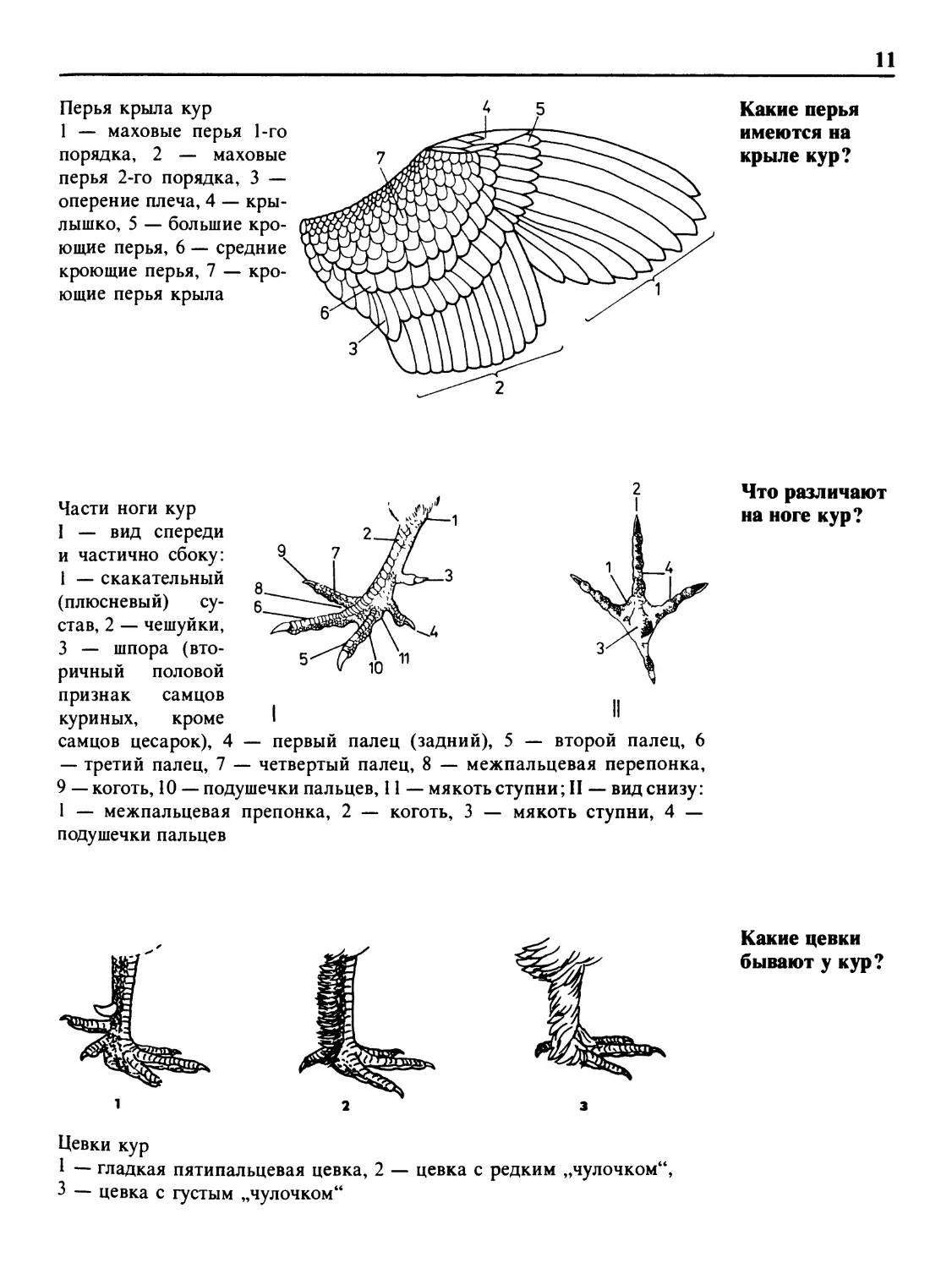 Какие перья имеются на крыле кур?
Что различают на ноге кур?
Какие цевки бывают у кур?