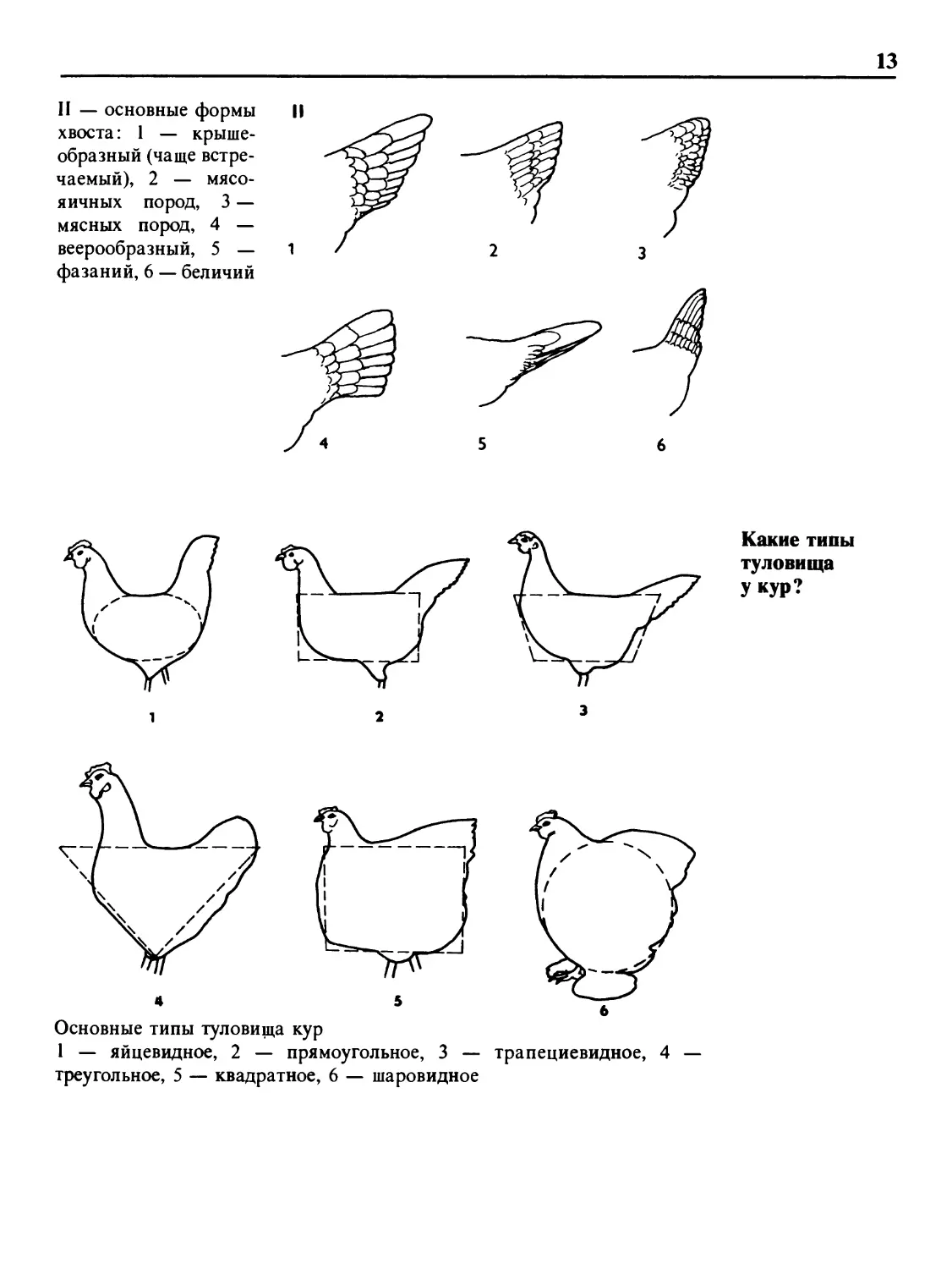 Какие типы туловища у кур?