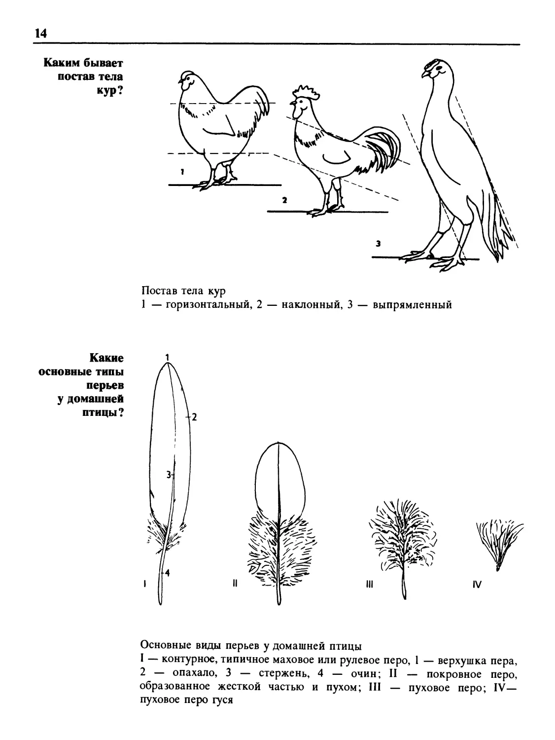 Каким бывает постав тела кур?
Какие основные типы перьев у домашней птицы?