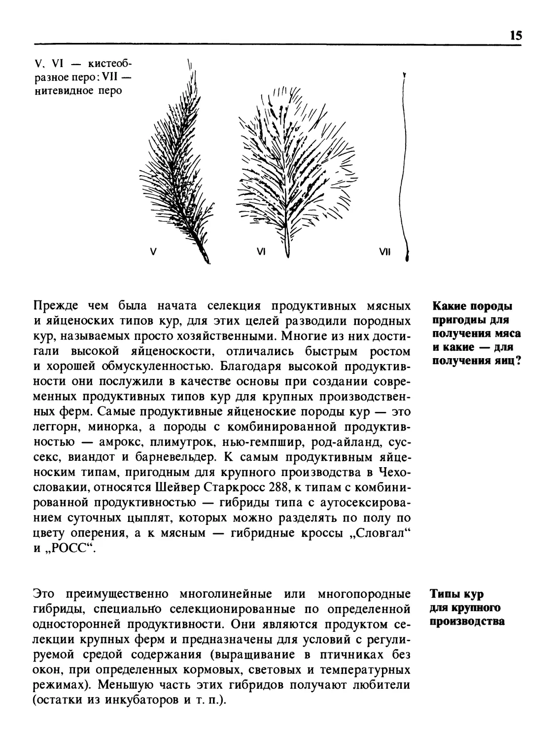 Какие породы пригодны для получения мяса и какие — для получения яиц?
Типы кур для крупного производства