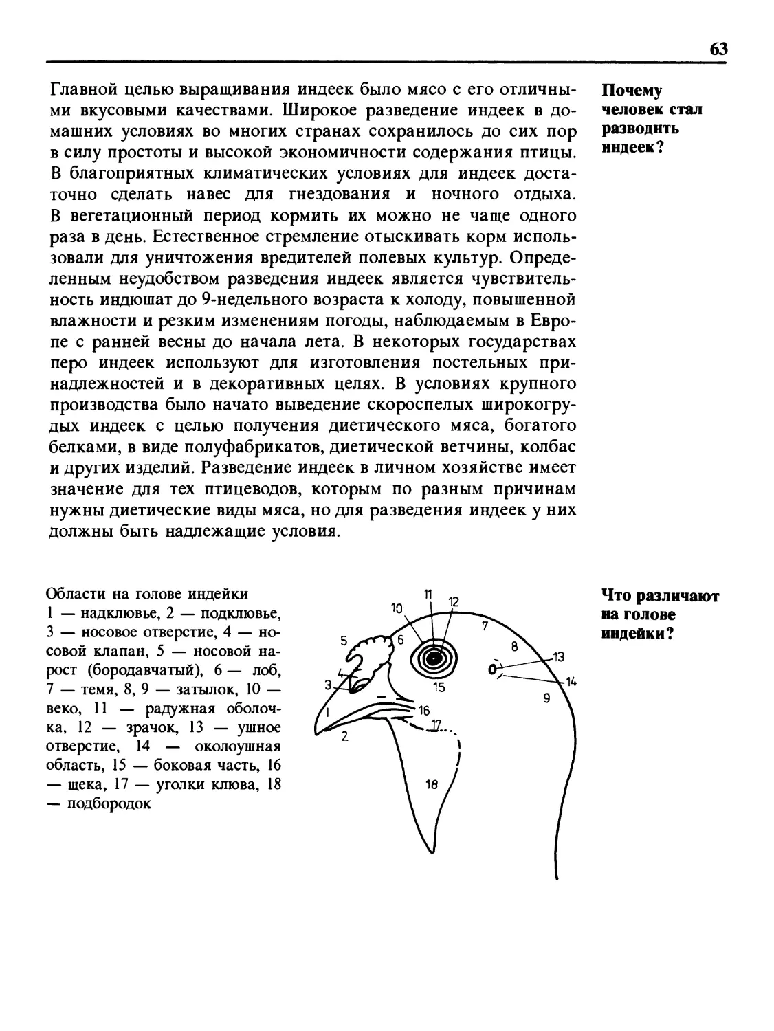 Почему человек стал разводить индеек?
Что различают на голове индейки?