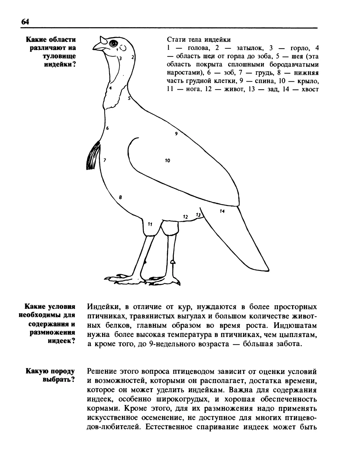 Какие области различают на туловище индейки?
Какие условия необходимы для содержания и размножения индеек?
Какую породу выбрать?