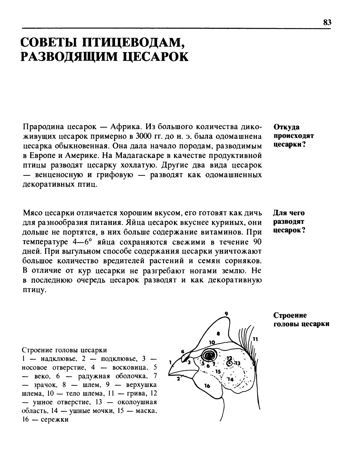 Советы птицеводам, разводящим цесарок
Для чего разводят цесарок?
Строение головы цесарки