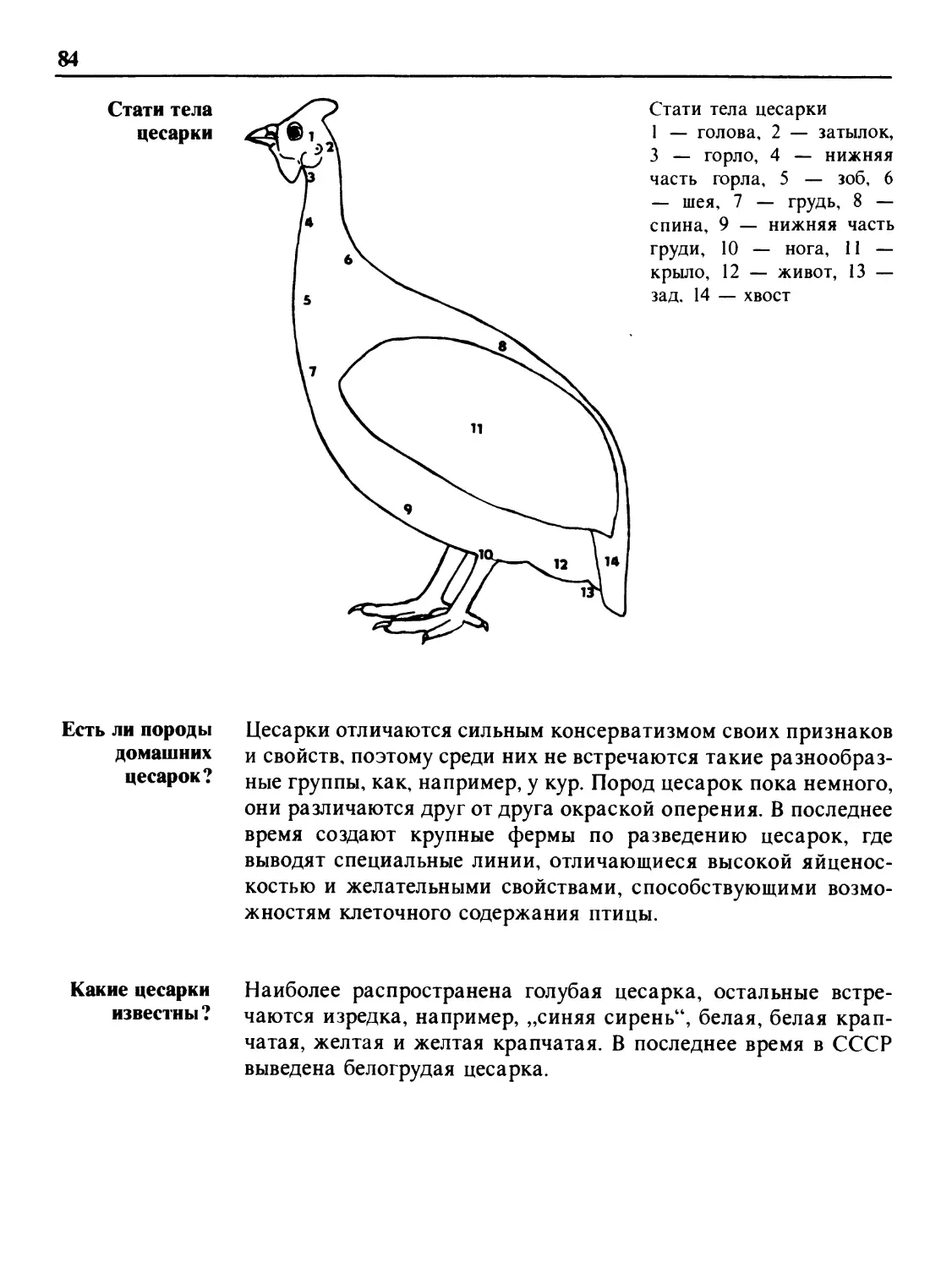 Стати тела цесарки
Есть ли породы домашних цесарок?
Какие цесарки известны?