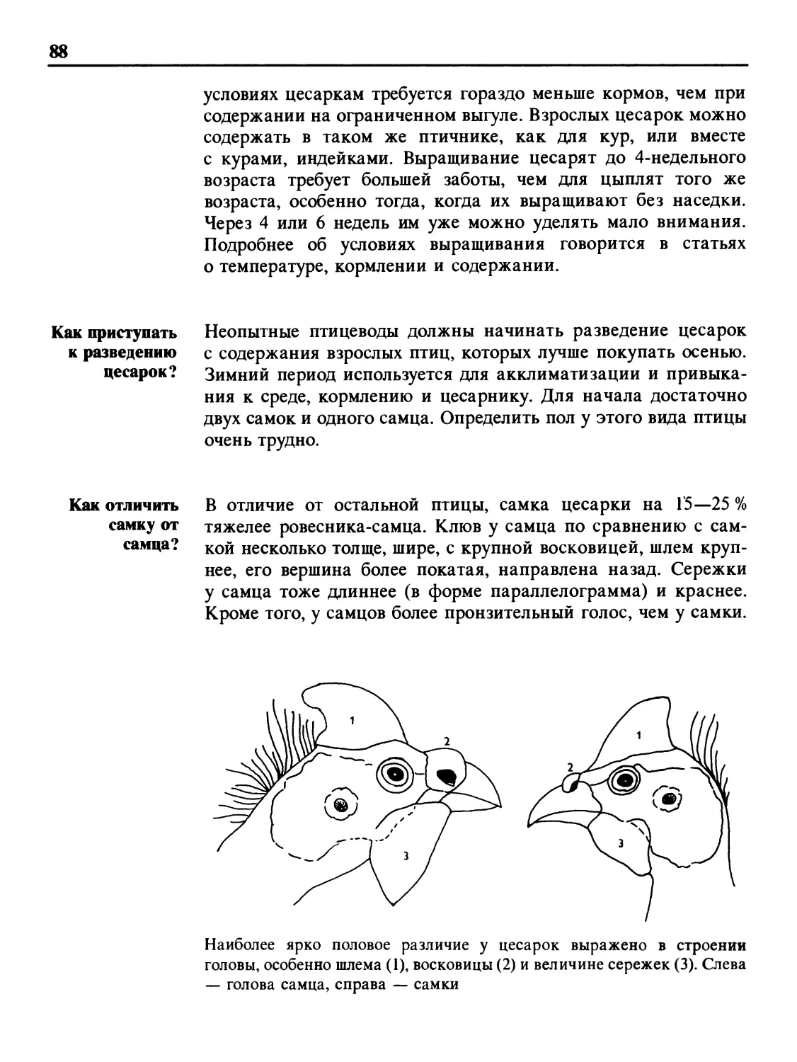 Как приступать к разведению цесарок?
Как отличить самку от самца?