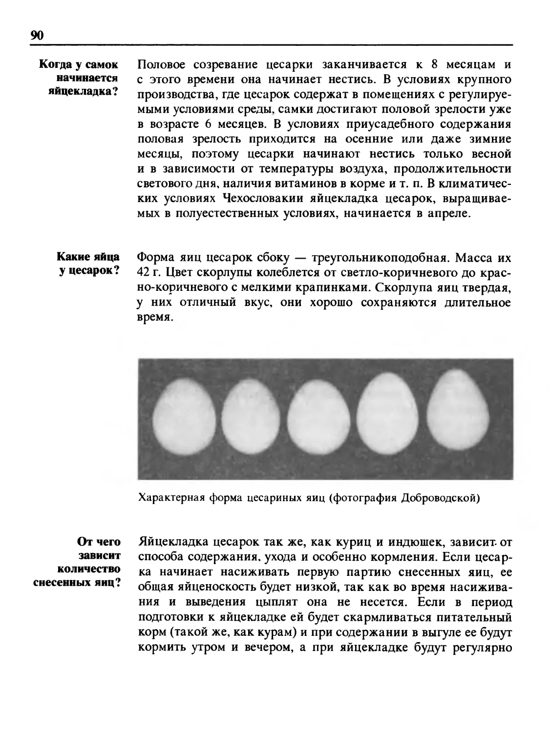 Когда у самок начинается яйцекладка?
Какие яйца у цесарок?
От чего зависит количество снесенных яиц?