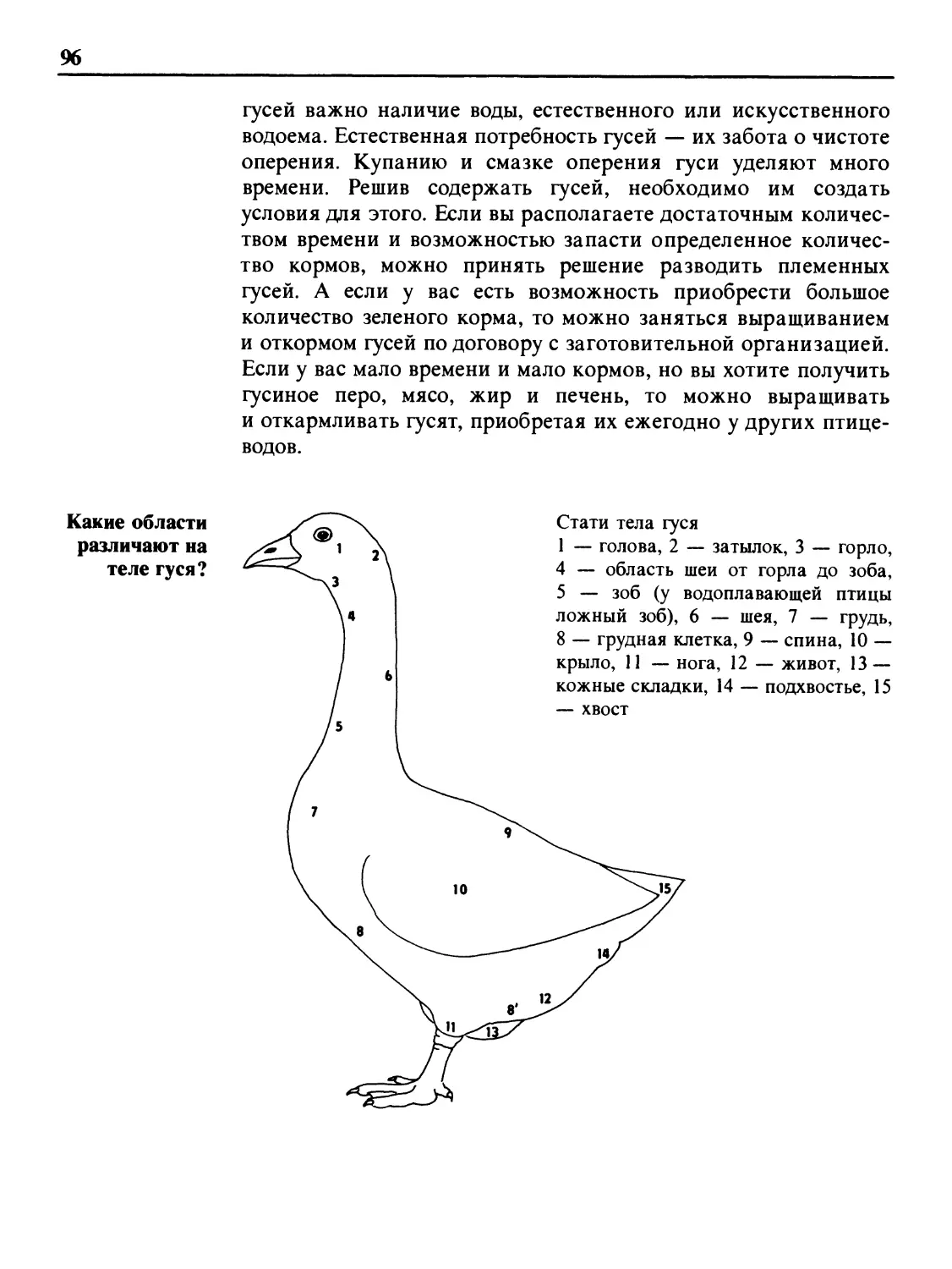 Какие области различают на теле гуся?