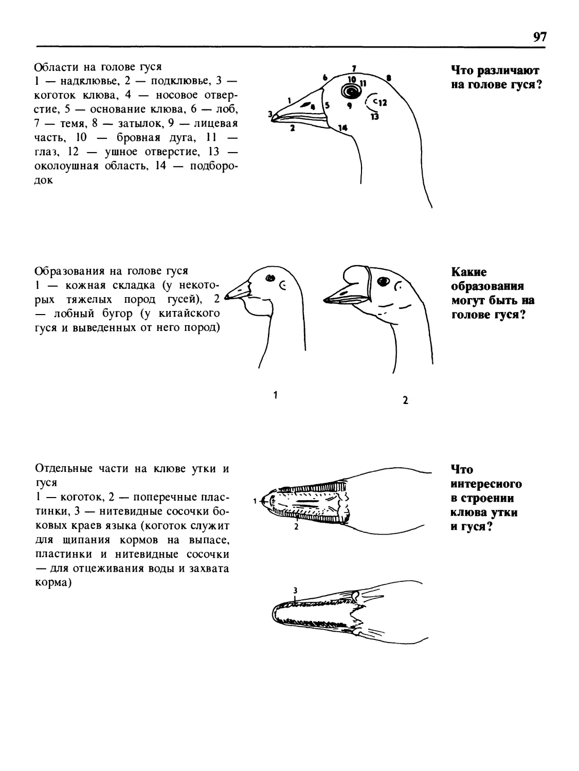 Что различают на голове гуся?
Какие образования могут быть на голове гуся?
Что интересного в строении клюва утки и гуся?