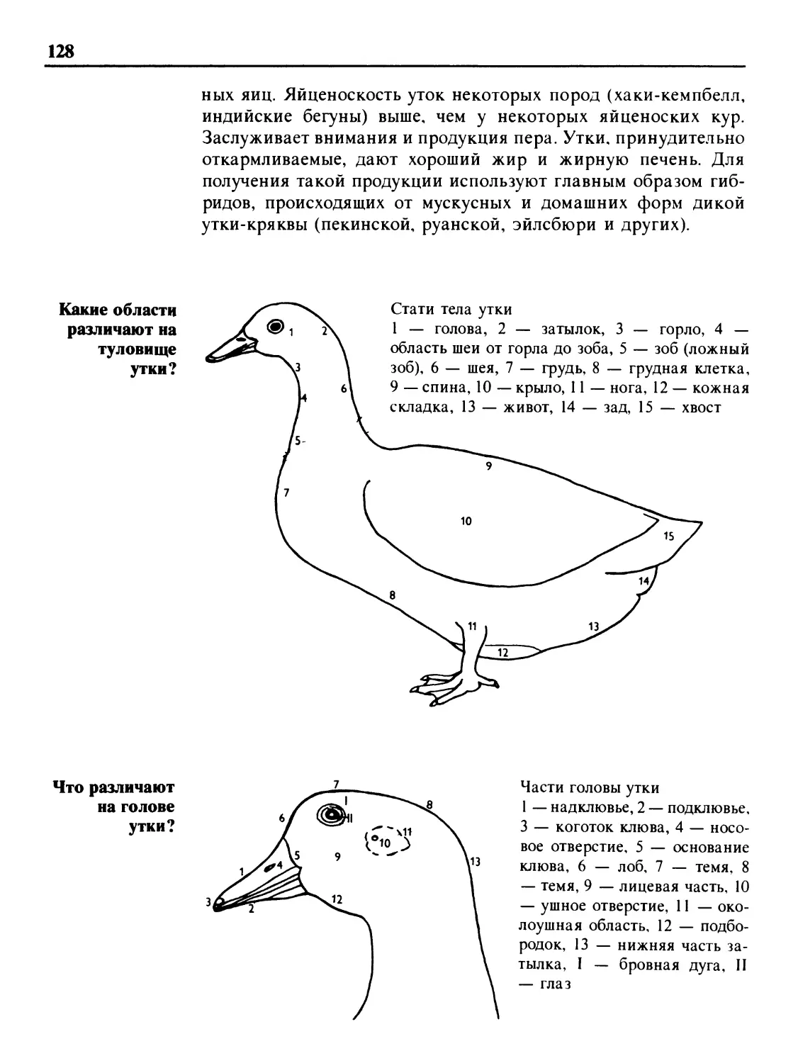 Какие области различают на туловище утки?
Что различают на голове утки?
