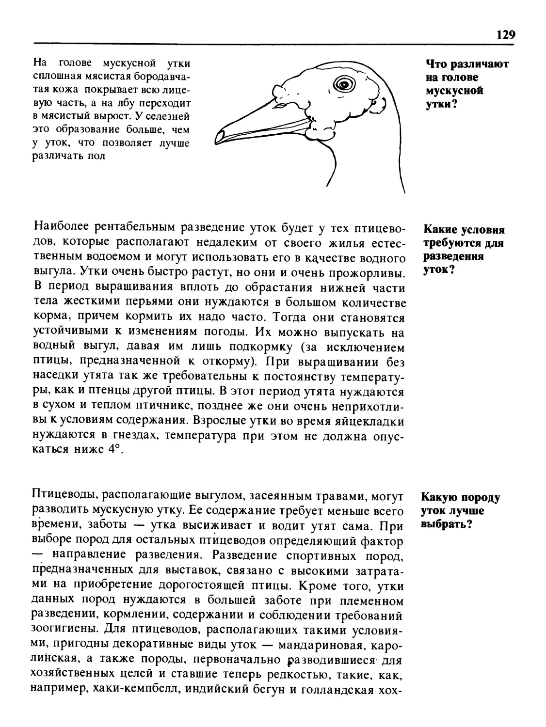Что различают на голове мускусной утки?
Какие условия требуются для разведения уток?
Какую породу уток лучше выбрать?