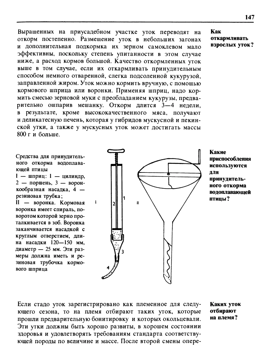 Как откармливать взрослых уток?
Какие приспособления используются для принудительного откорма водоплавающей птицы?
Каких уток отбирают на племя?