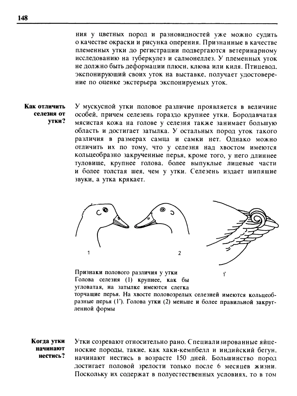 Как отличить селезня от утки?
Когда утки начинают нестись?