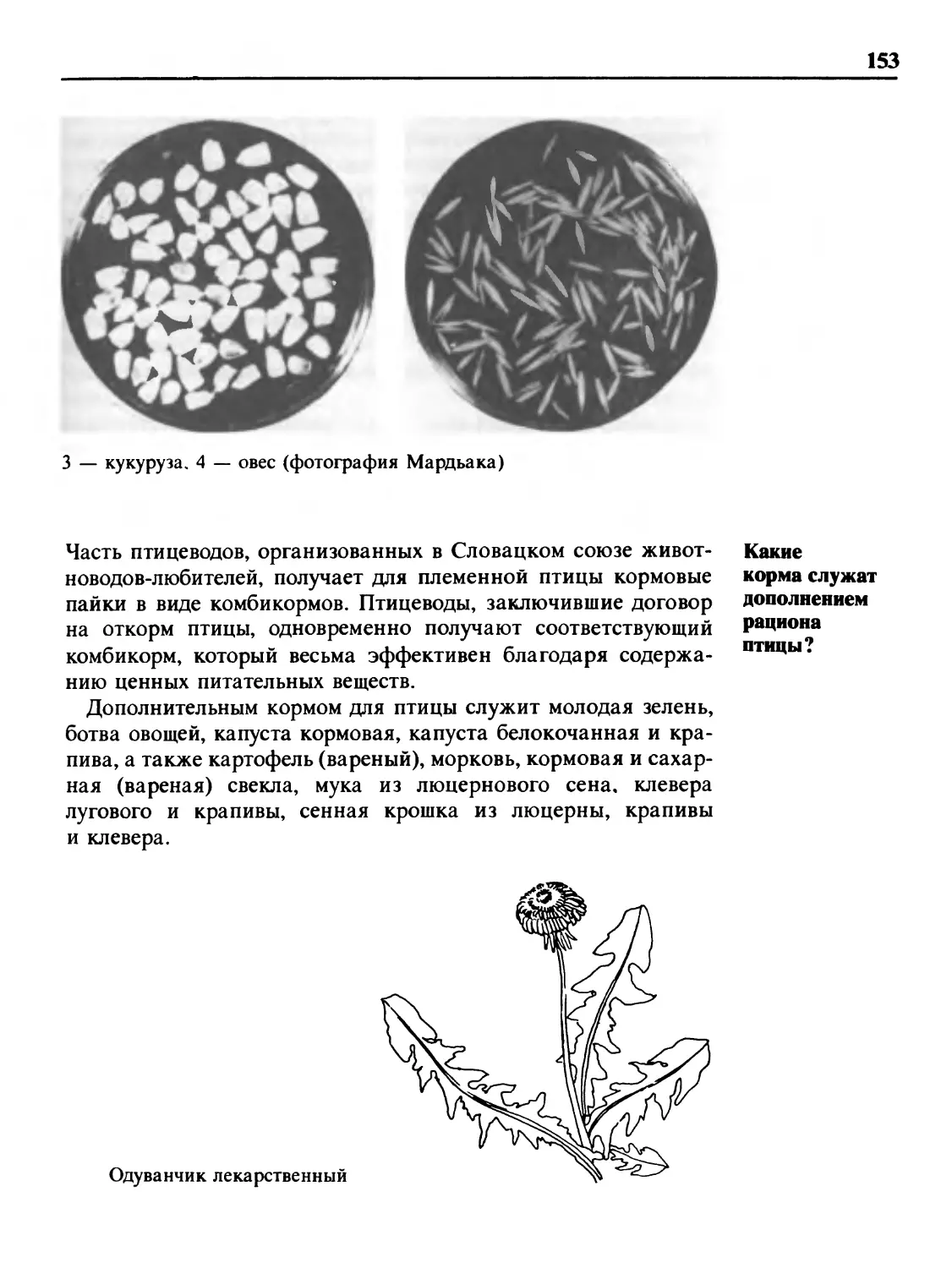 Какие корма служат дополнением рациона птицы?