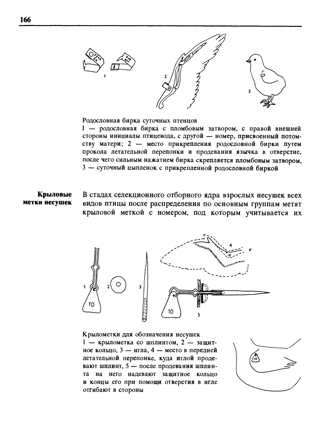 Крыловые метки несушек