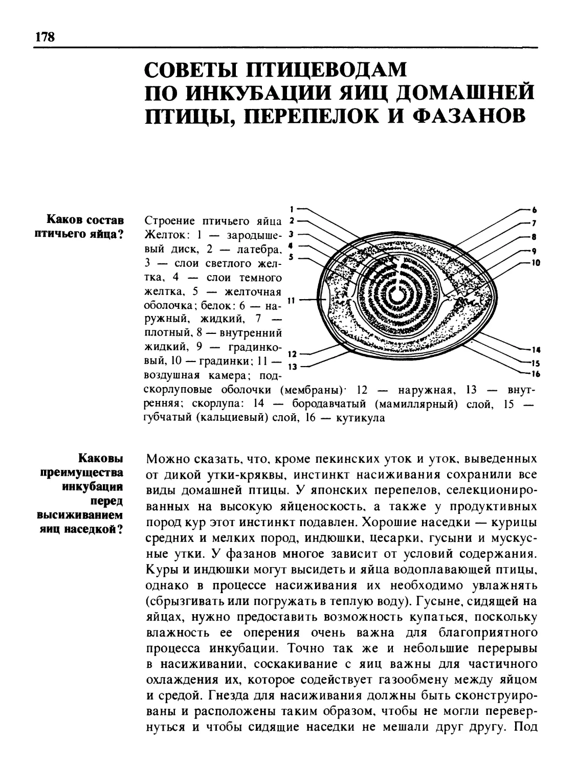 Советы птицеводам по инкубации яиц домашней птицы, перепелов и фазанов
Каковы преимущества инкубации перед высиживанием яиц наседкой?