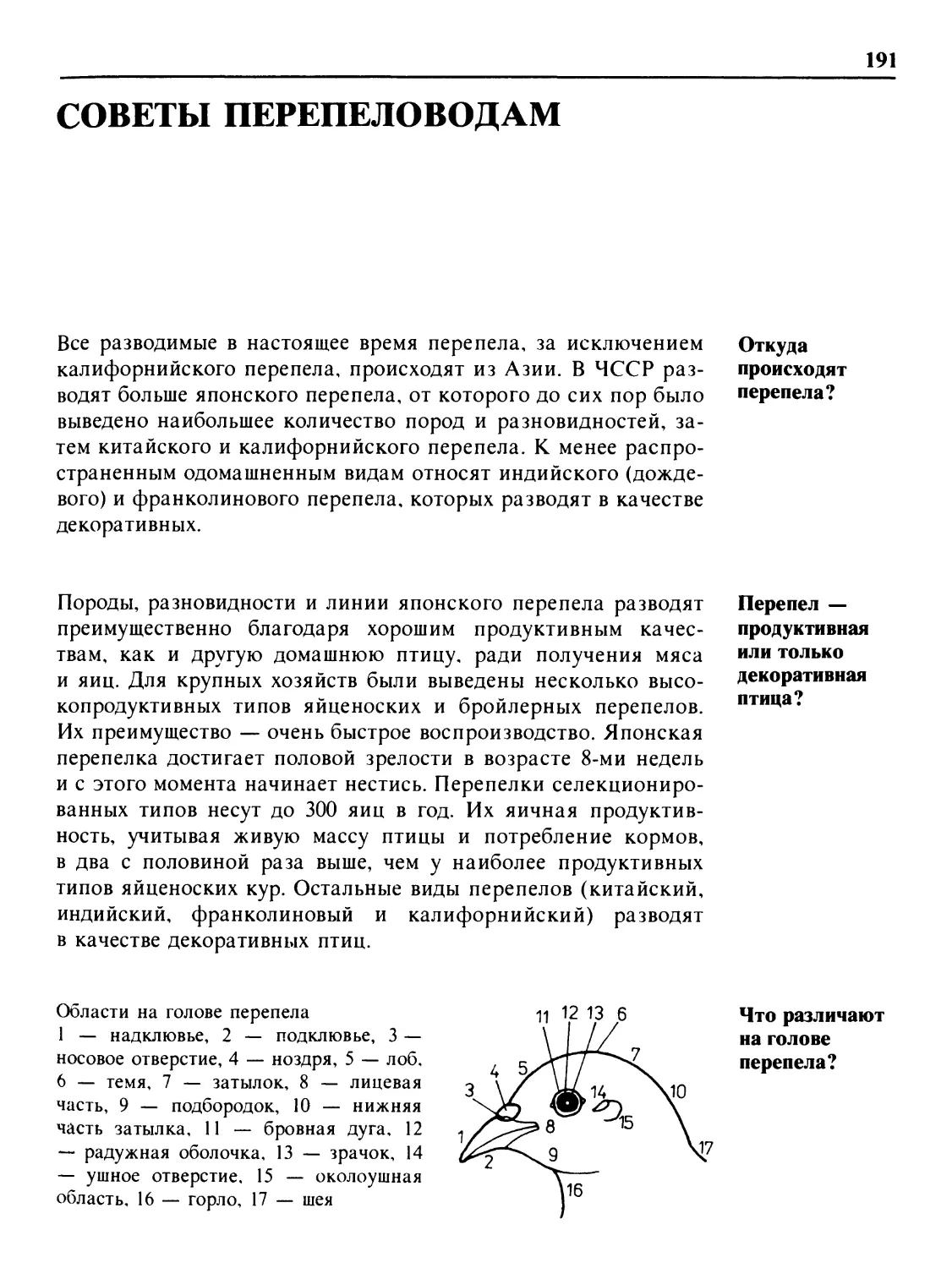 Советы перепеловодам
Перепел — продуктивная или только декоративная птица?
Что различают на голове перепела?