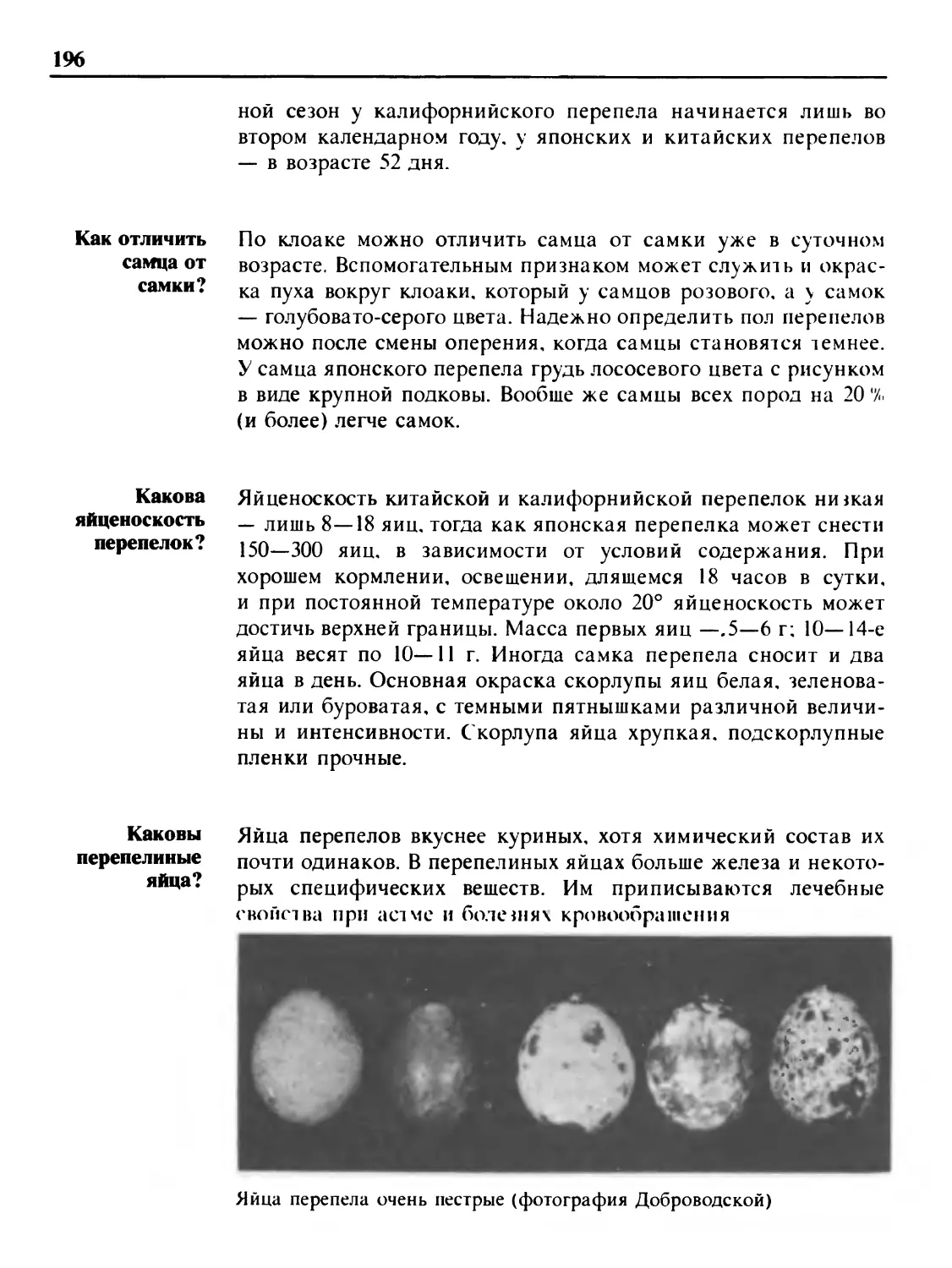 Как отличить самца от самки?
Какова яйценоскость перепелок?
Каковы перепелиные яйца?