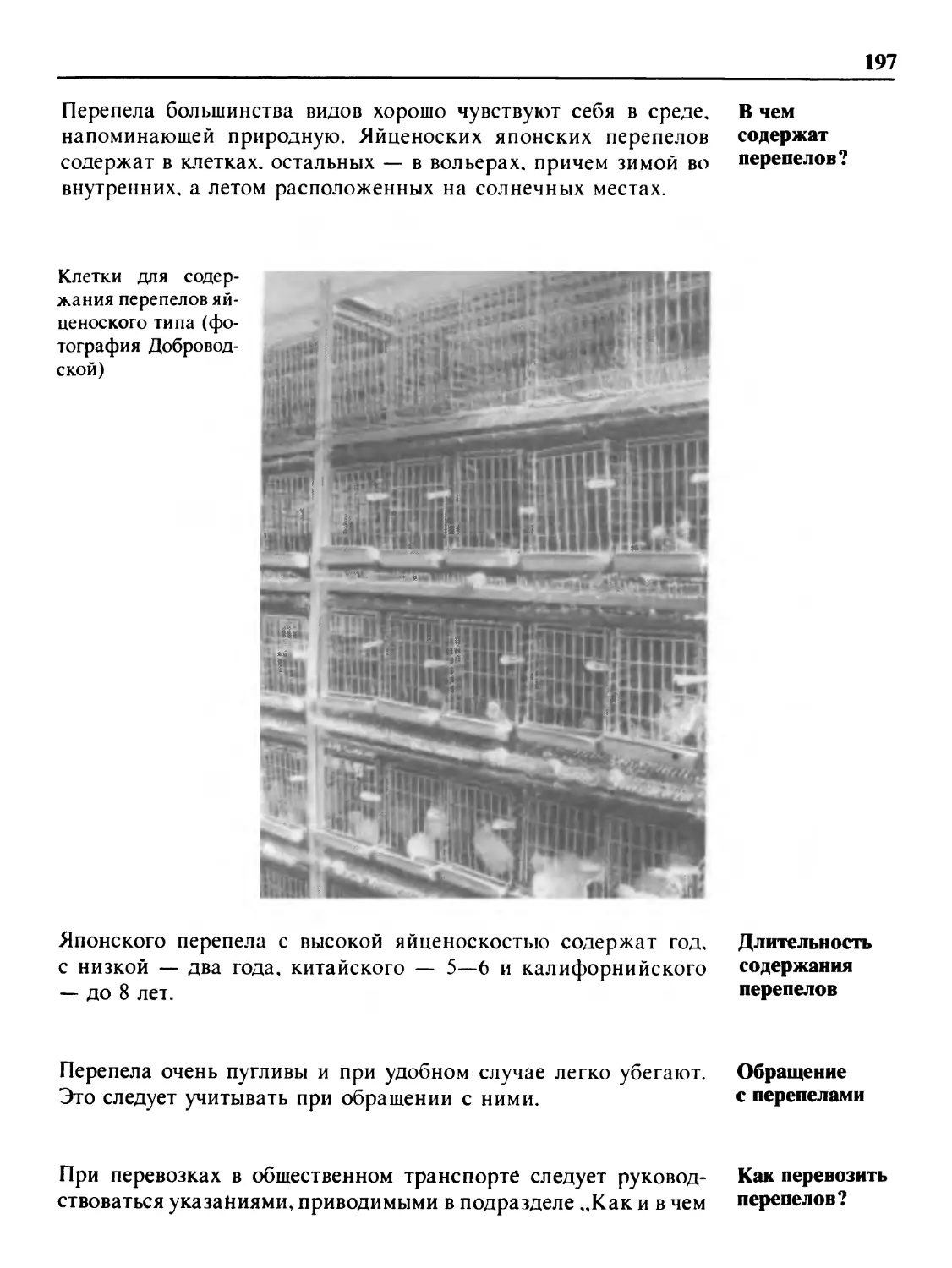 В чем содержат перепелов?
Длительность содержания перепелов
Обращение с перепелами
Как перевозить перепелов?