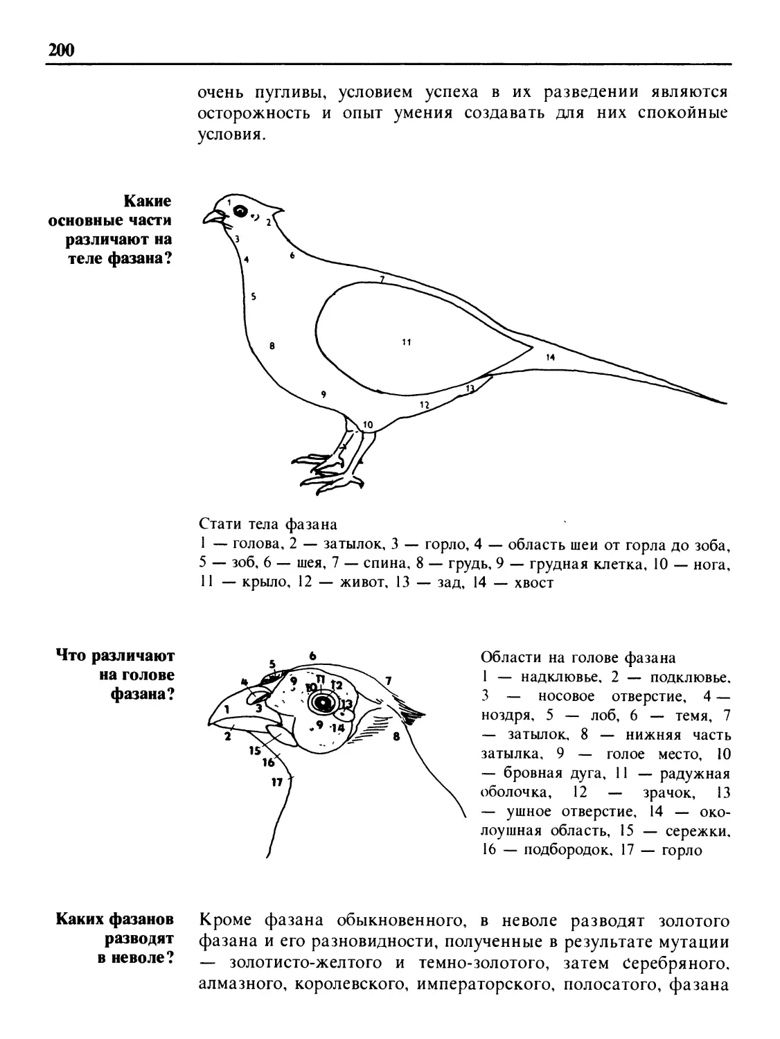 Какие основные части различают на теле фазана?
Что различают на голове фазана?
Каких фазанов разводят в неволе?