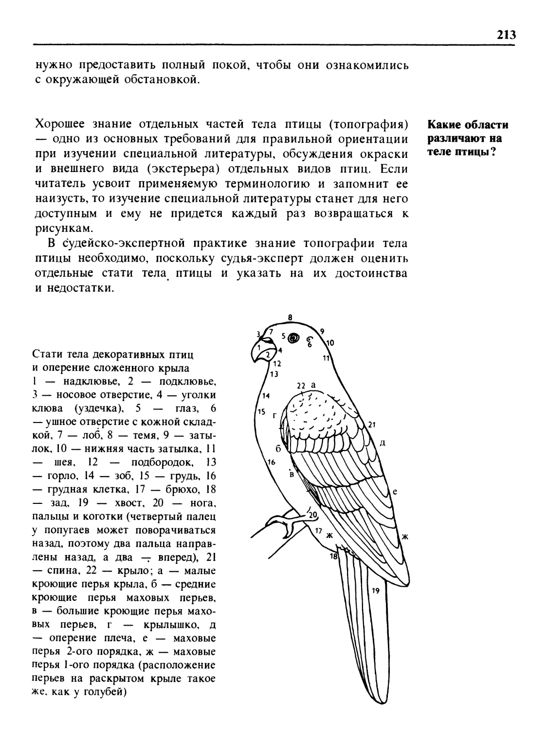 Какие области различают на теле птицы?